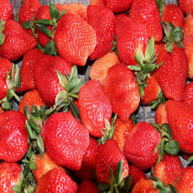 大湖草莓網-大湖草莓季11-4月